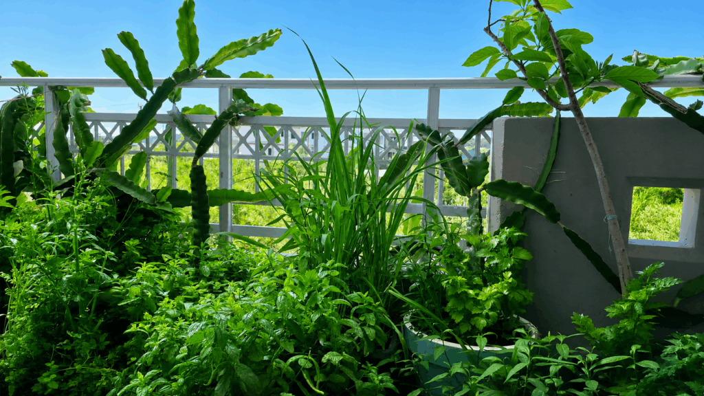A Tribute to Captain Edisa's Flourishing Garden — Where Sunlit Terraces and Fragrant Herbs Inspire Fresh Culinary Creations at Sea